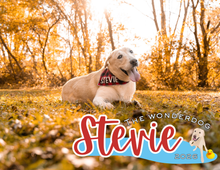 Load image into Gallery viewer, Stevie the Wonderdog 2026 Calendar + Coloring Book Bundle (Free US Shipping)
